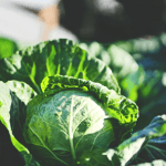 Fresh cabbage straight from the Garden.
