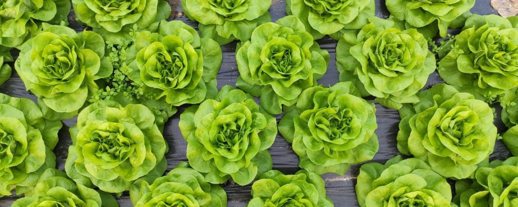 Beautiful heads of bibb lettuce.